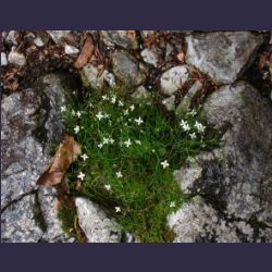 2007-05_10Saletsteig_Sagereck-Steig (082).JPG